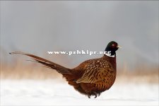 Ptaki Polski
